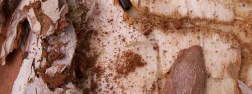 rastlanmıştır. 27.02.2007 günü Keçiborlu Orman Deposu nda karaçam odunlarında kışlamakta olan erginleri görülmüştür. 08.05.
