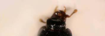 4.3.7. Cylister cornix (Marseul, 1861) (Coleoptera, Histeridae) 29.03.2007 günü Bucak-Karlık Tepe mevkisinde ve 19.04.