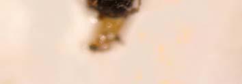 erosus (Wollaston) un ana ve larva yollarında ve Gebiz Orman Deposu nda Tomicus destruens (Wollaston) in larva yollarında; 24.04.2007 tarihinde ise Aşağıgökdere- Bozkal mevkisinde T. destruens ve O.