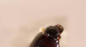 Şekil 4.108. Plegaderus vulneratus (Panz.) 4.3.10. Paromalus parallelepipedus (Herbst, 1792) (Coleoptera, Histeridae) Aşağıgökdere-Domuz Tepesi mevkisinde 01.06.
