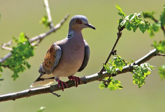 (Procellariiformes) olarak bilinirler.