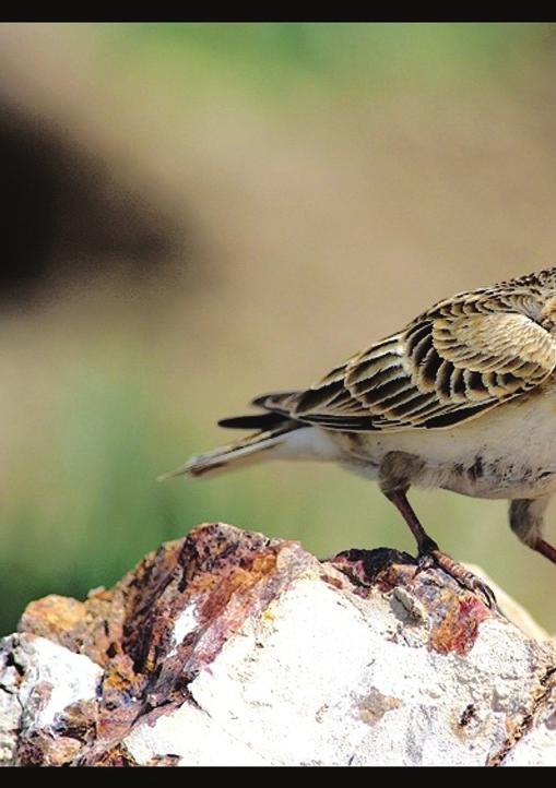 Ancak y lanboyunkufllar (Anhingidae) n 4 türünden biri olan Y lanboyun kuflu (Anhinga melanogaster), Hatay daki Amik Gölü nün devlet kurumu eliyle yok edilmesi ile aralar nda endemik pek çok bal n da