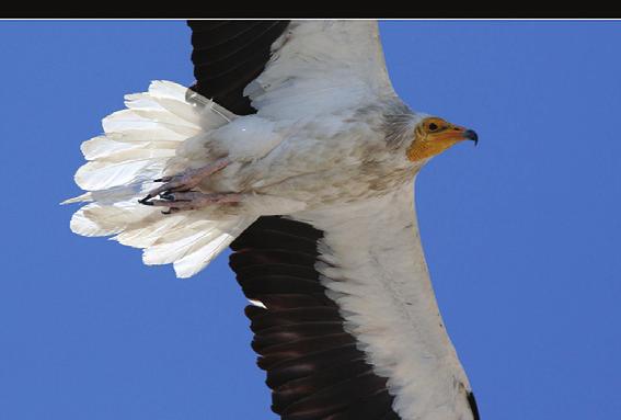 233 Accipitridae türünden 28 i yurdumuzda da görülür.