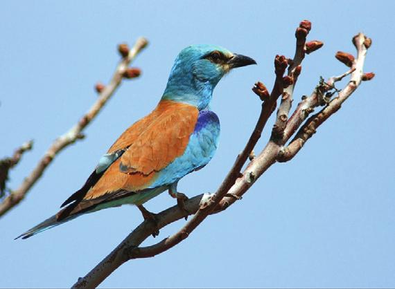 Sazlar n aras nda uzun parmaklar yla batmadan gezerler. Ya murkufllar olarak bilinen Charadriiformes, çok de iflik tipte ve de iflik ortamlarda yaflayan kufllar içerir.