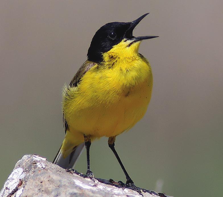 Sar Kuyruksallayan (Motacilla flava feldegg) Çulha Kuflu (Remiz pendulinus) A açkakanlar (Piciformes), birisi boyunçeviren sekizi a açkakan (Picidae) olmak üzere 218