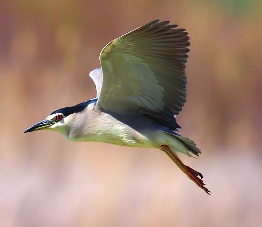 Ötücükufllar (Passeriformes), 30 kadar kufl tak m aras nda en kalabal k olan d r ve 5000 civar ndaki türü ile di erlerinin toplam ndan kalabal kt r.