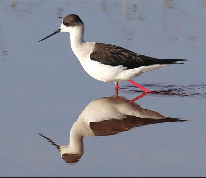 Ülkemizdeki temsilcileri bulunan 29 familyadan; Tarlakufllar (Alaudidae) 13, K rlang çlar (Hirundinidae) 6, Kuyruksallayanlar ve ncirkufllar (Motacillidae) 11,