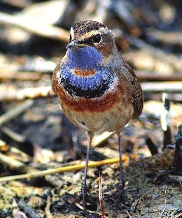 Uzunkuyruklu bafltankaralar (Aegithalidae) 1, Bafltankaralar (Paridae) 6, S vac kufllar (Sittidae) 4, Duvart rmafl klar (Tichodromidae) 1, A açt rmafl klar (Certhiidae)