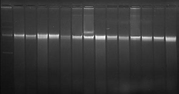 1 2 3 4 5 6 7 8 9 10 11 12 13 14 15 Kromozomal DNA Şekil 4.