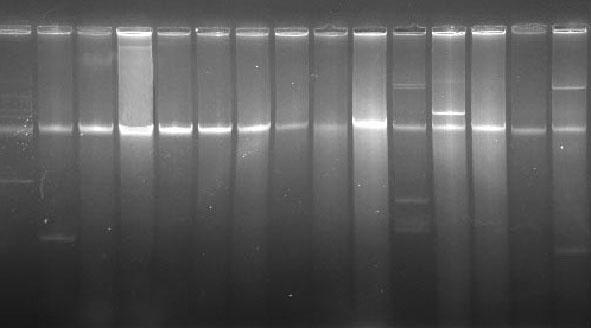 1 2 3 4 5 6 7 8 9 10 11 12 13 14 15 Kromozomal DNA Şekil 4.