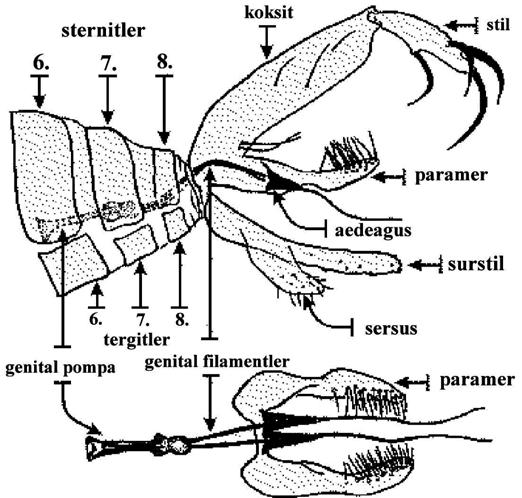 5 A) B) T: Tergit, St: Sternit, C: Sersus, f: Furka, Sp: Spermateka, T6-10: Abdominal