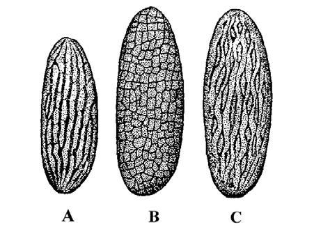 6 1.2. Yumurta Kum sineklerinin yumurtaları oval şekilde, iki ucu yuvarlak, 300-400 μm uzunluğunda ve 90-150 μm genişliğindedir (Şekil 2.8).