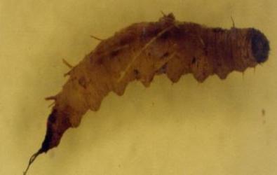 7 uzunluğa erişirler. Vücut rengi gri-beyaz olup üzerinde ikincil halkalar ve ayak bulunmamaktadır (Daldal ve Özbel, 1997) (Şekil 2. 6). Şekil 2. 6. Kum sineği larvası.