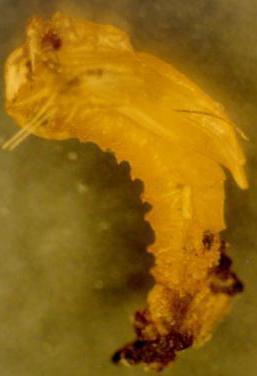 8 1.4. Pupa Pupalar şekil olarak larvalardan farklıdır. Vücudun ön kısmı geniş, arka kısmı daha dardır (Şekil 2.10).