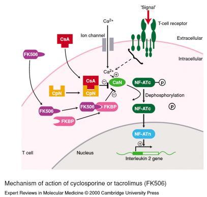 Şekil 3: Siklosporin ve takrolimusun etki mekanizması c.