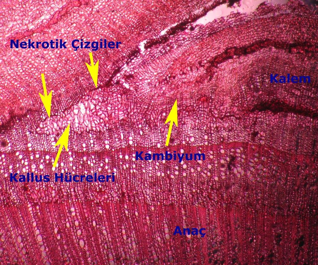 Gemlik anacı üzerine Nizip Yağlık çeģidi göz aģısında, 2011 ve 2012 yıllarında kallus oluģumunu takiben kambiyal zon oluģumu meydana gelmiģtir.
