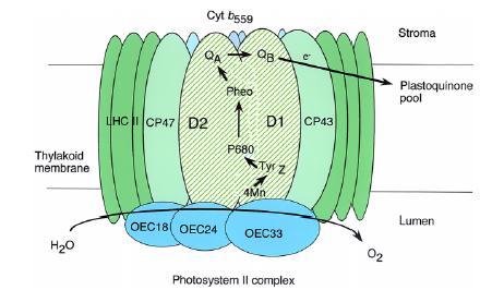 PSII nin OEC (veya OE) proteinleri suda dağılımı