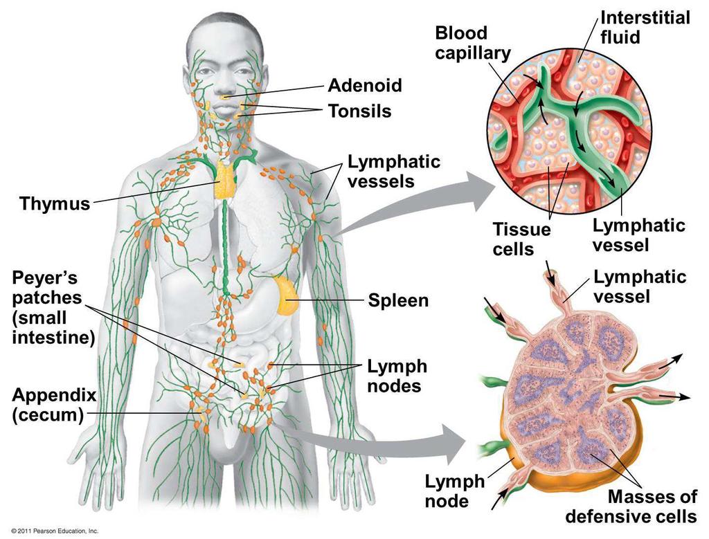7 Şekil 2.2 İnsan lenfatik sistemi (Martini FH vd 2012) 2.2.1. Germinal merkezler Sekonder lenfoid organların anatomik yapısı, immun yanıtın gelişmesini sağlayacak şekilde düzenlenmiştir.