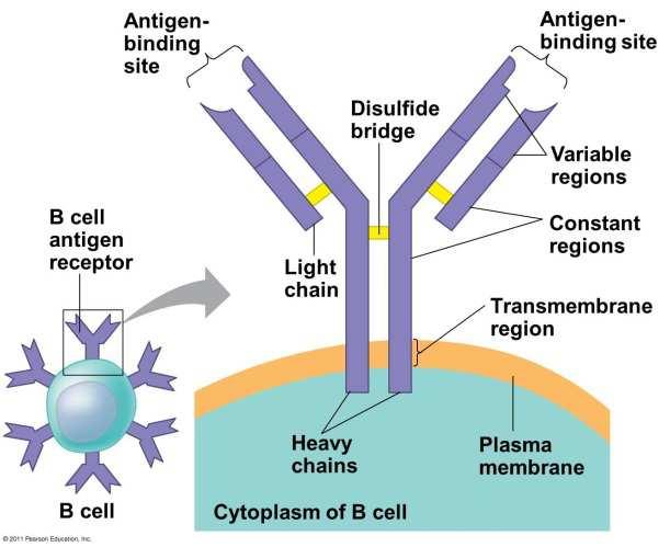 9 2. 3. Normal B hücre biyolojisi Uzun yaşam süreleri nedeniyle vertebralı canlılar, yaşamları boyunca patojen mikroroganizmalar başta olmak üzere birçok tehlike ile karşı karşıyadırlar.