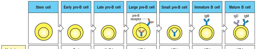 13 Şekil 2.6 B lenfosit gelişimi. (Kenneth M vd 2008) pro-b- hücresine prodüktif bir yeniden düzenlenmenin yapıldığı sinyalini gönderir.