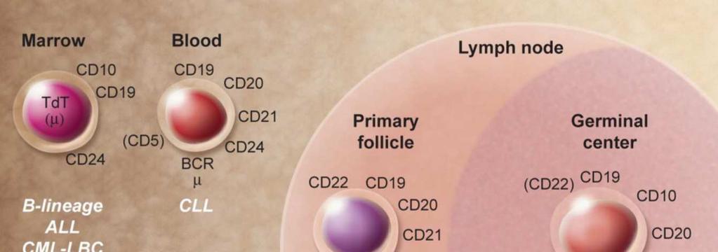 15 2.5. GC ler ve B hücre lenfomaları Daha önce de belirtiği üzere GC ler, B-hücrelerinin yüksek afiniteli antikorları oluşturmak üzere farklı genetik süreçler geçirdikleri yerlerdir.