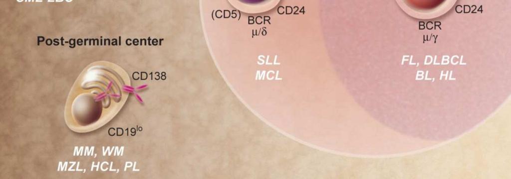 B-hücre lenfomaları, lenfatik sistemdeki B-hücrelerini etkileyen kanser türüdür. Bu lenfomalar, B-hücresinin nasıl etkilendiğine bağlı olarak sınıflandırılırlar (Şekil 2.7, Tablo 2.