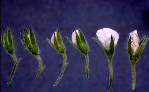MELEZLEME YAPILACAK ÇİÇEĞİN SEÇİMİ Ana olarak kullanılan bitkilerde, ilk çiçek salkımlarındaki ilk çiçeklerde melezleme yapılması başarıyı artırmada önemli bir faktördür.