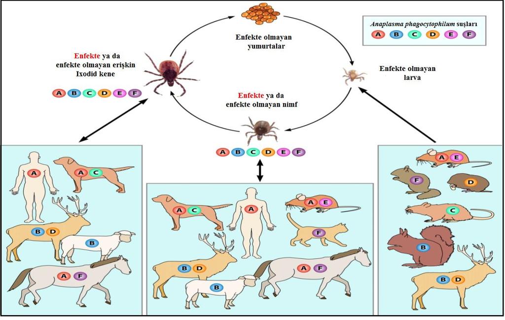 ġekil 1.3. Anaplasma phagocytophilum un hayat döngüsü (Rikihisa 2011). Anaplazmoziste biyolojik nakil transstadial, transovarial ve intrastadial olmak üzere üç formda görülür.