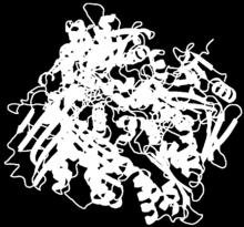Şekil 1.3: Ksantin oksidaz enziminin moleküler şekli [30] XDH ve XO enzimlerinin biyolojik rollerinde farklılıklar belirlenmiştir [31].