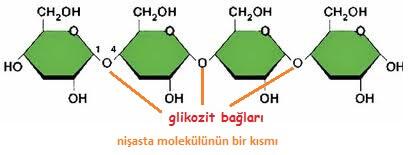 Organik Bileşikler YGS Biyoloji 3 polisakkaritlerin sindirilmesi ile elde edilir. Glikoz, memelilerin kanlarında bulunması zorunlu olan moleküldür.