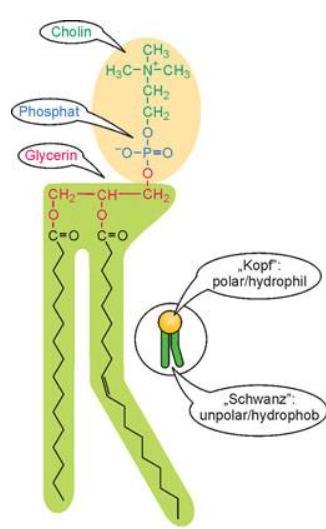 Fosfatidil kolin Fosfatidil serin Fosfatidil inositol
