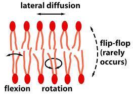 Lipid mobilitesi-2 Lateral difüzyon Zar düzleminde