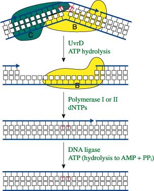 bozan DNA