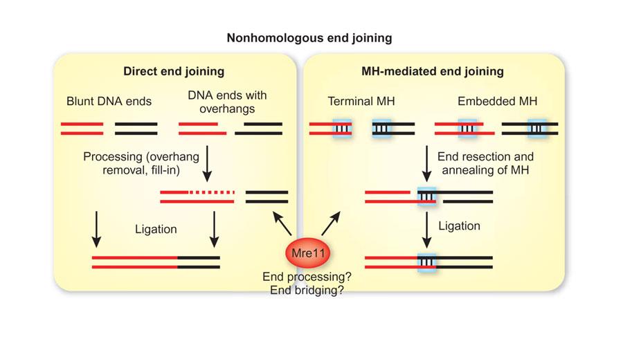 DNA double