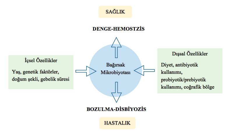 10 2.2.6. Pre ve probiyotik kullanımı Fermente yiyeceklerin insan sağlığı üzerine etkisi uzun zamandır bilinmektedir.