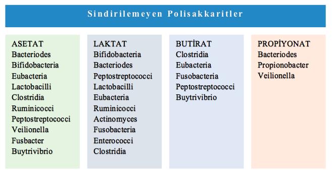 15 2.3.5. Beslenme ve metabolizma İnsan sindirim sistemi, bazı besinlerin sindirimi konusunda yetersiz kalabilmektedir.