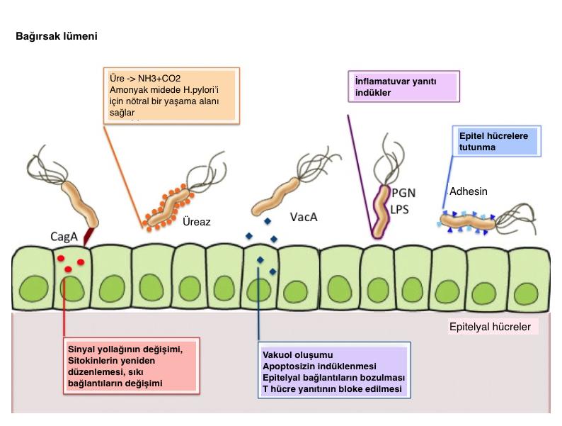 23 Şekil 2.9. Helicobacter pylori nin virülans faktörleri [48]. Bakteri kamçıları sayesinde mide mukozasına tutunur mukus içindeki nötrale yakın ph aralığında yaşamını sürdürür.