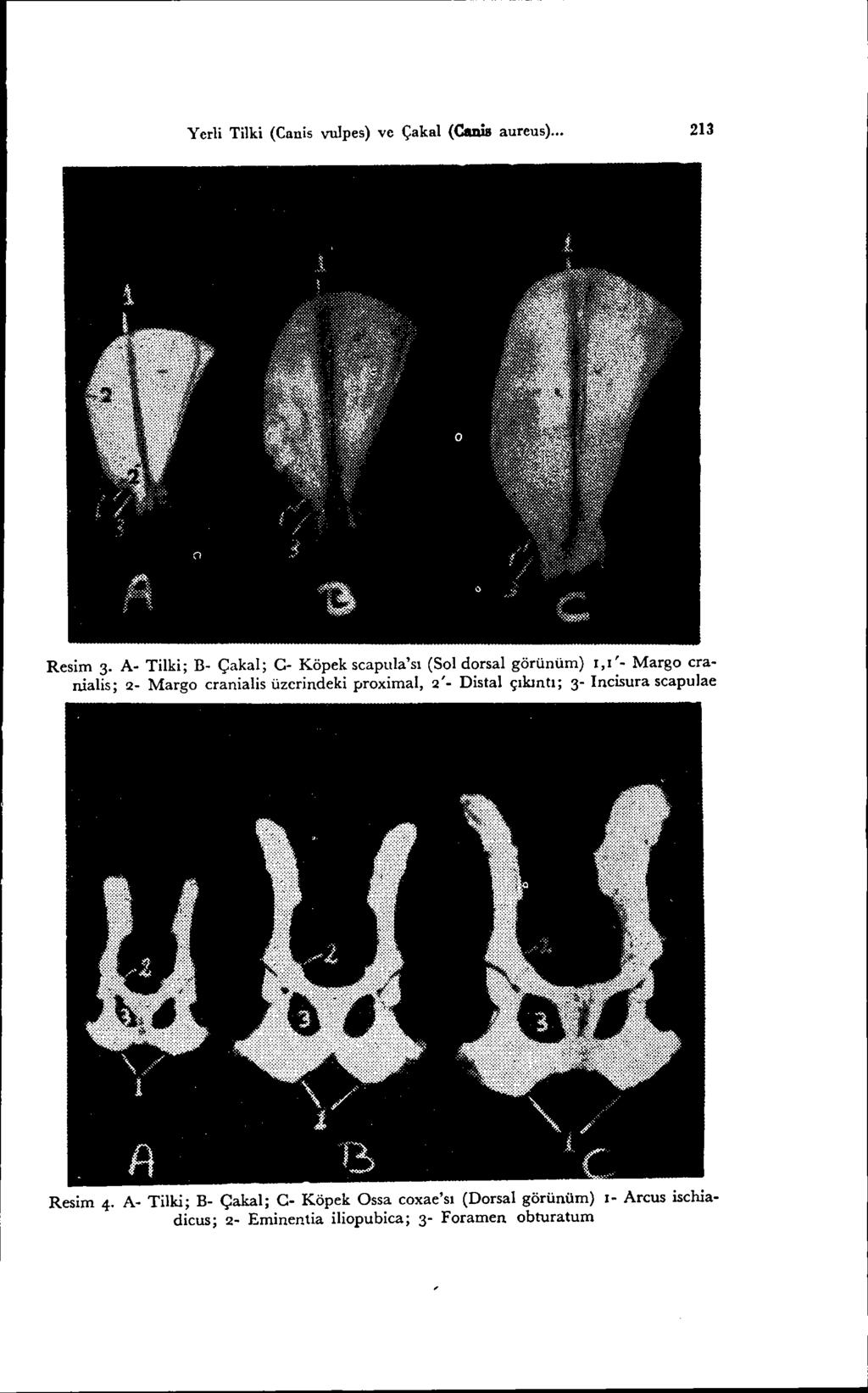 Yerli Tilki (Canis vulpes) ve Çakal (Canis aureus)... 213 Resim 3. A- Tilki; B.