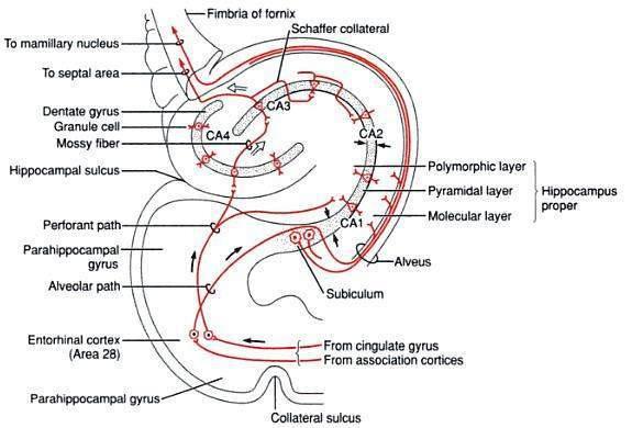 16 Şekil 13. Hippocampus'un afferentlerinin iç bağlantıları (Wolters Kluver Health den 04.