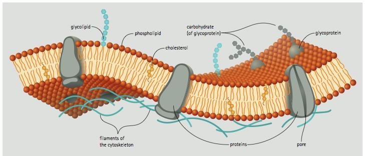 Hücre membranının biyolojik
