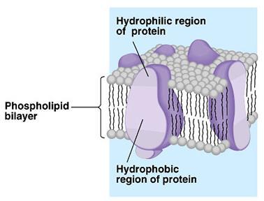 Zarın asıl yapısı çift lipit tabakası ile, Lipit tabakasına
