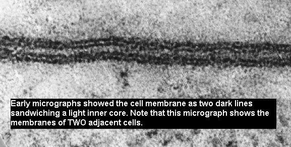 Plazma membranının elektron mikroskopik