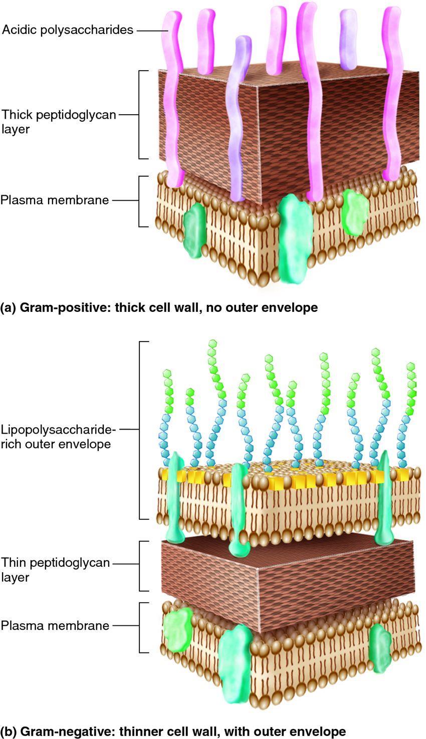 Gram pozitif ve gram negatif bakteri duvarı Asidik polisakkaridler Kalın peptidoglikan tabaka Plazma membranı a-gram-pozitif: kalın hücre