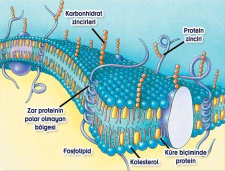 Hücre membranını oluşturan moleküller Lipitler Proteinler Karbonhidratlar Protein ve