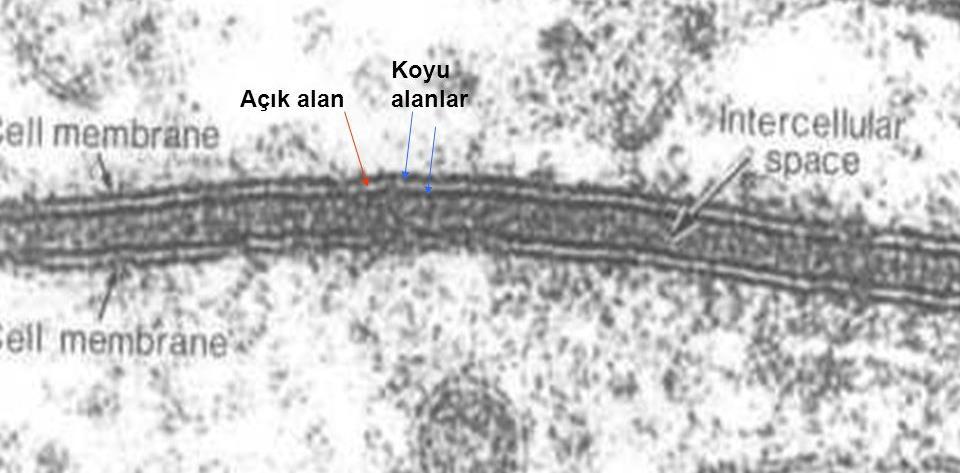 Osmium tetroksit ile boyanan hücrelerde membran elektron