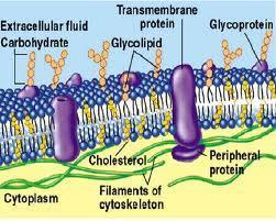 Glikolipit Hücre membranındaki lipitlere oligosakkaritlerin eklenmesi ile oluşurlar.