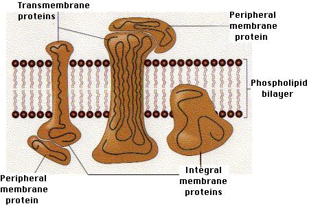 Proteinler Membrandaki protein miktarı ve tipi hücreye göre değişiklik göstermektedir. Sinir myelin zarda %25, mitokondri iç zarında %75 dir. Tipik plazma zarında ise %50 dir.