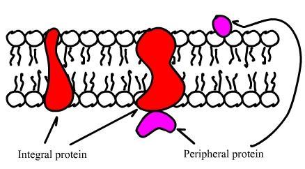 Periferal proteinler: Membranda bulundukları yere göre 2 ye ayrılır; Membranın bütünlüğünü bozmazlar. Lipit veya proteinlere kovalent bağlanırlar. Aşırı ph ve tuz ile çözünürler.