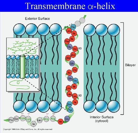 Transmembran