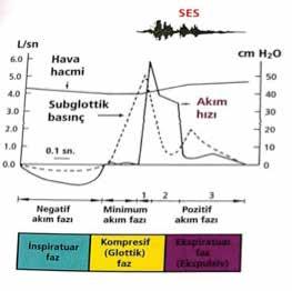 beyin sapındaki refleks öksürük merkezine ulaştırılır. Bu afferent yolda N. vagus, N. trigeminalis, N. phrenicus, N. glossopharingeus rol oynar (Şekil 2).